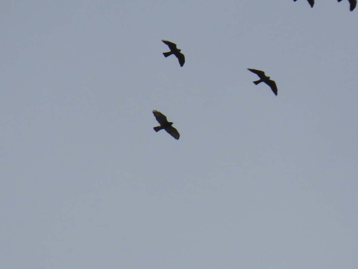 Broad-winged Hawk - Stephen Younger