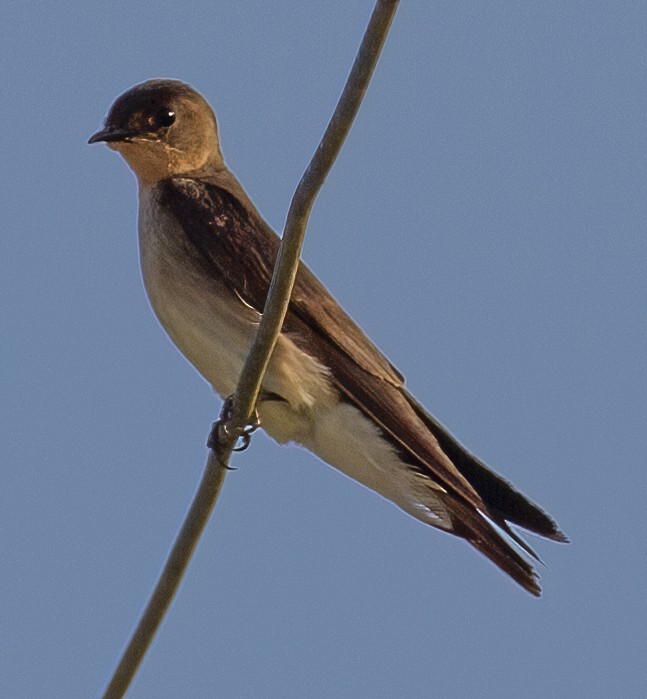 Southern Rough-winged Swallow - José Martín