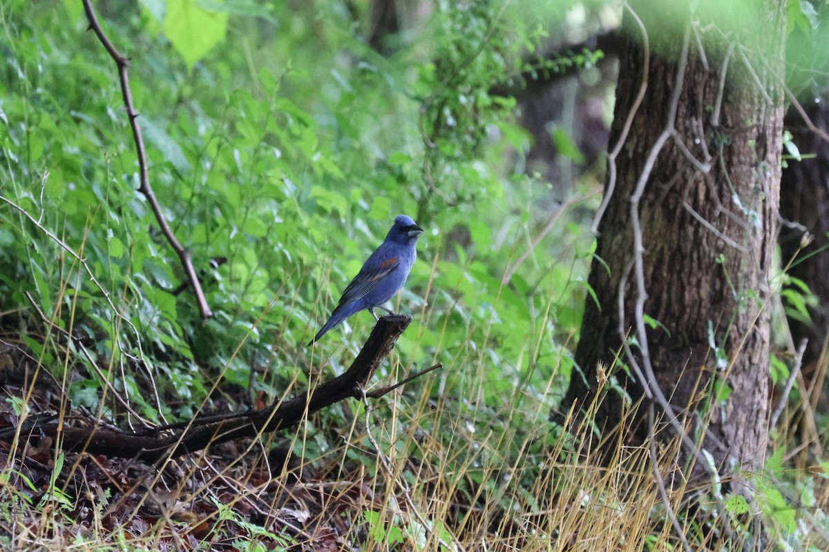 Blue Grosbeak - Sandra Tidwell