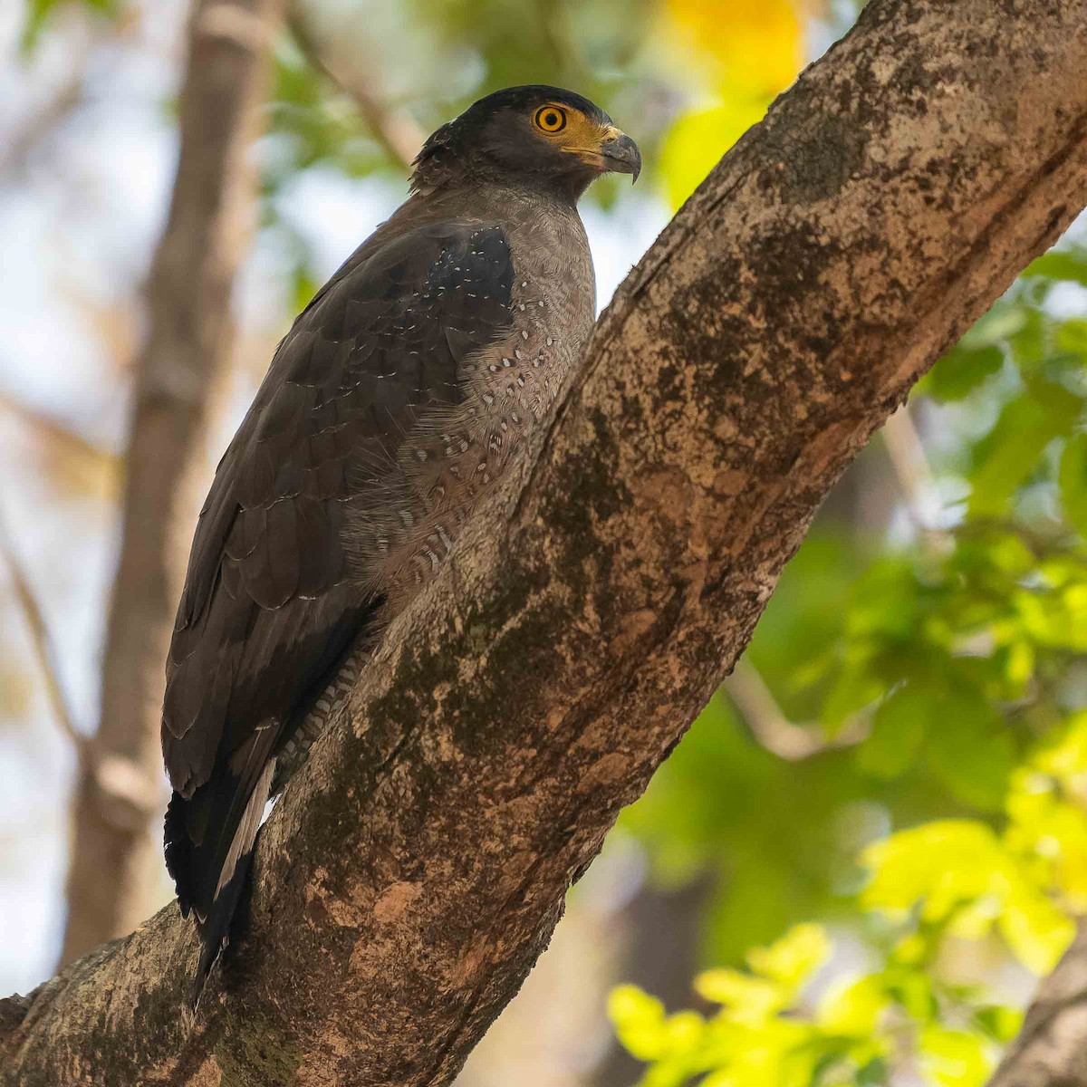 Crested Serpent-Eagle - Jean-Louis  Carlo