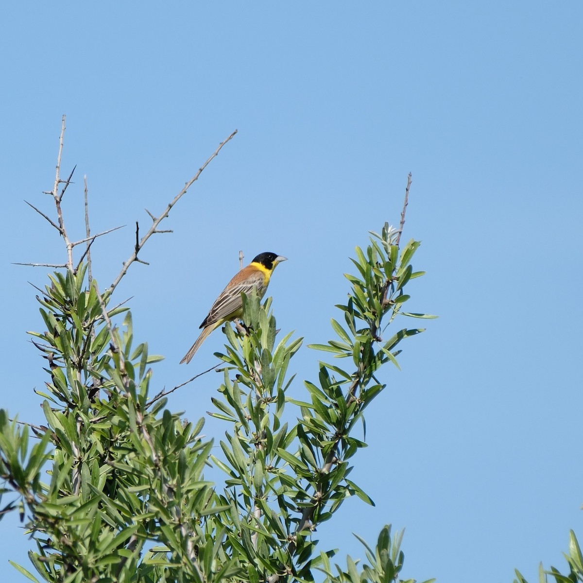 Black-headed Bunting - ML619571567