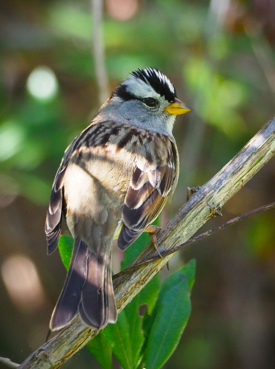 White-crowned Sparrow - ML619571569