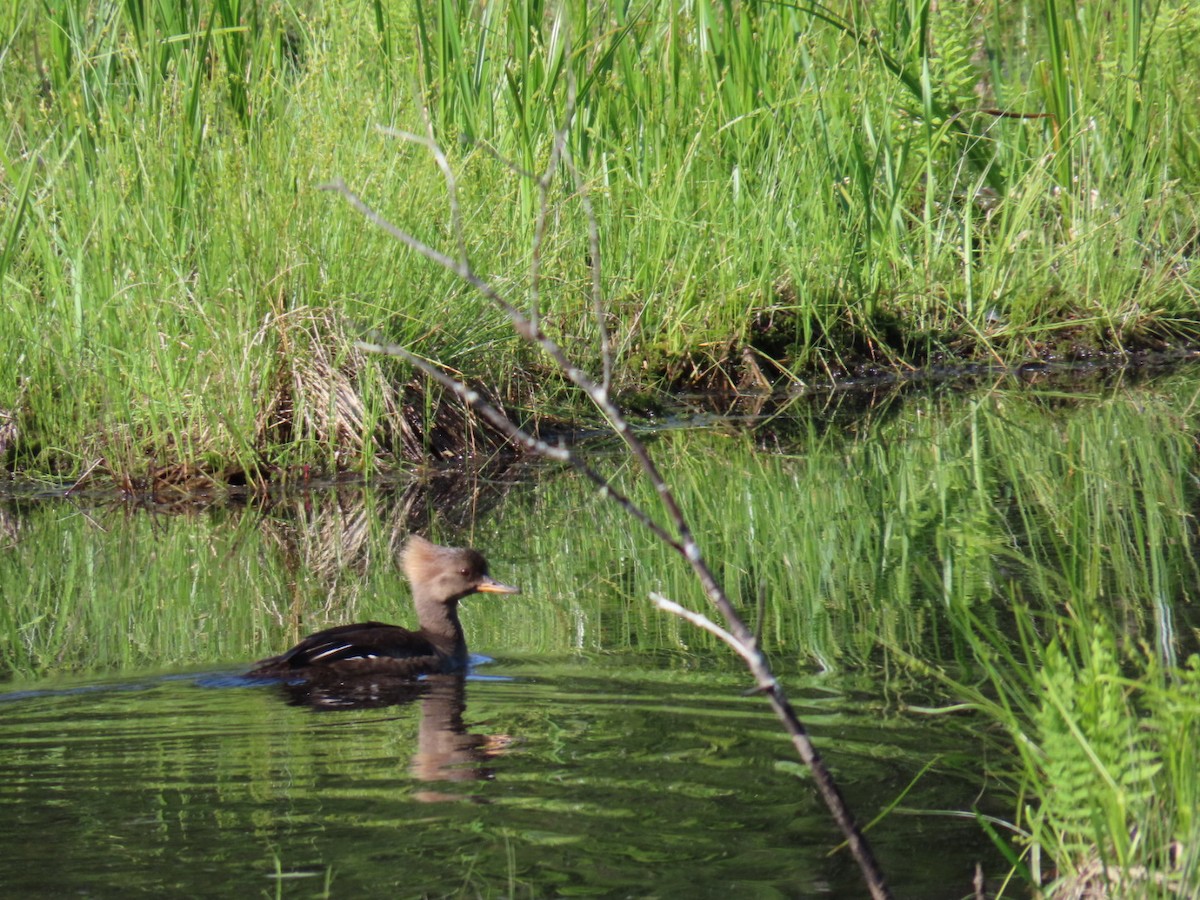 Hooded Merganser - Lisa Lukawicz