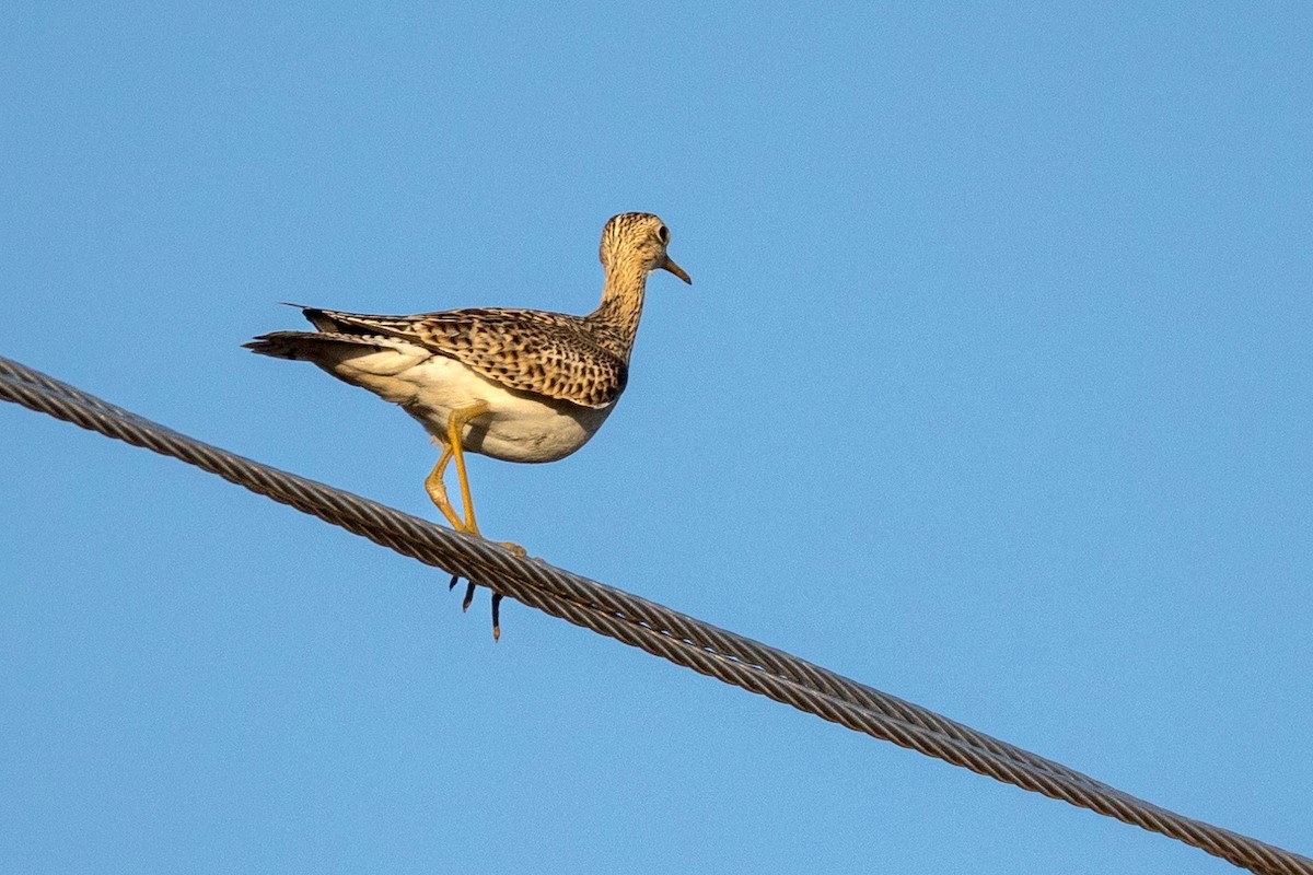 Upland Sandpiper - Anonymous