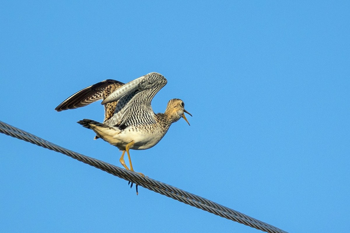 Upland Sandpiper - Anonymous