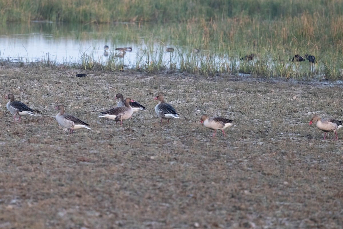 Graylag Goose - Neeraja V