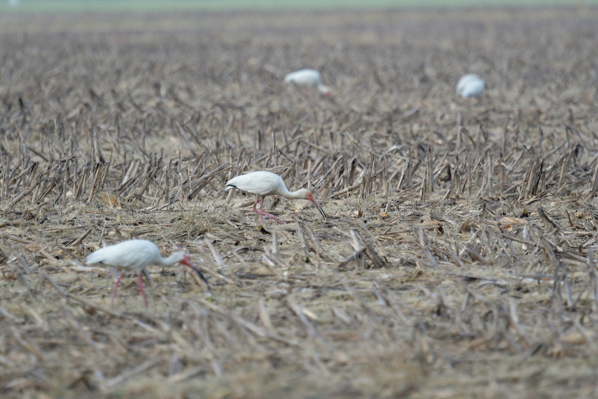 White Ibis - Margaret Poethig