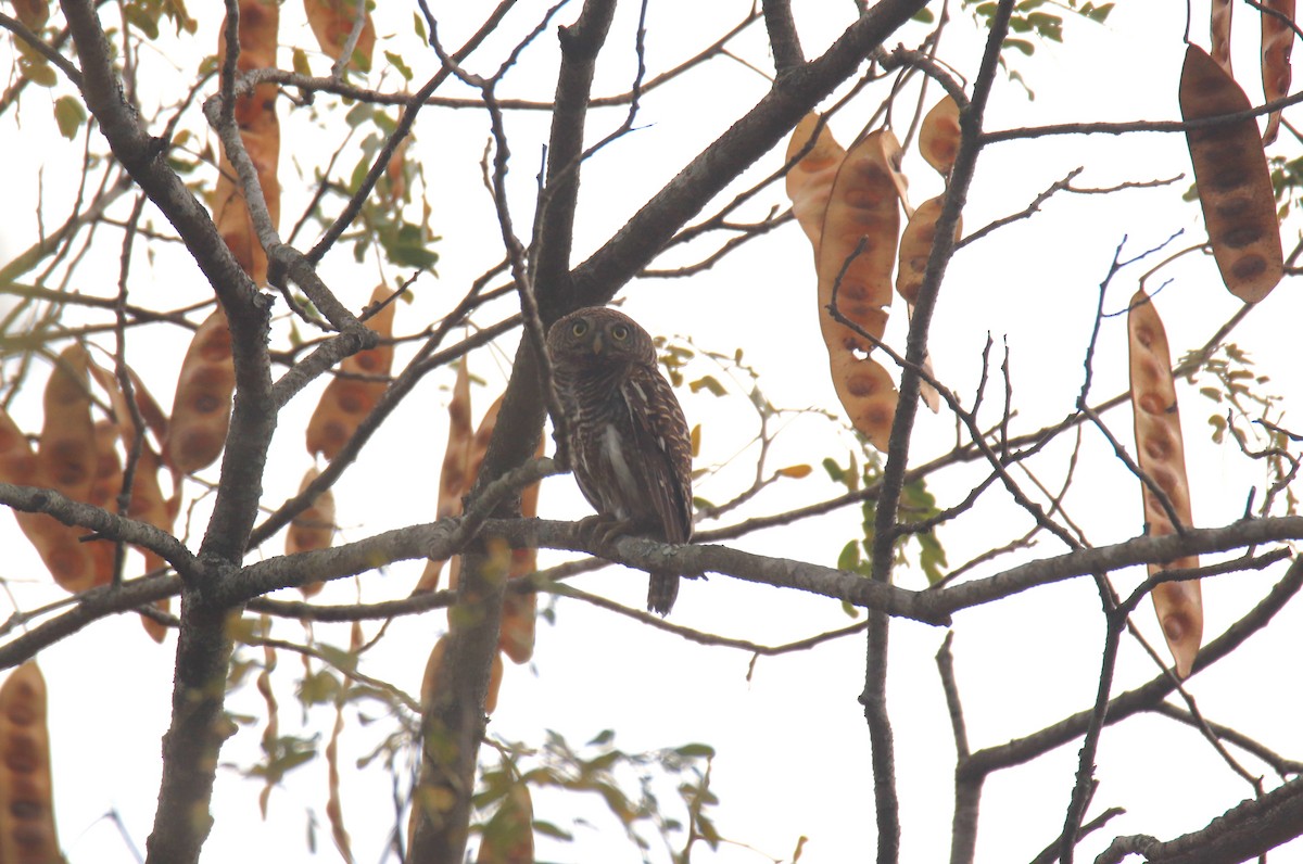 Asian Barred Owlet - Praveen H N