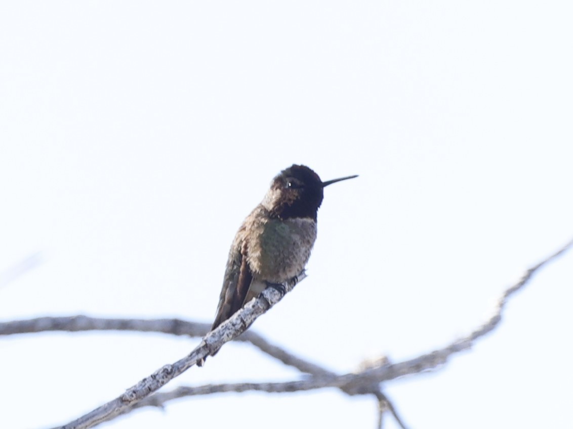 Anna's Hummingbird - Brian Ahern