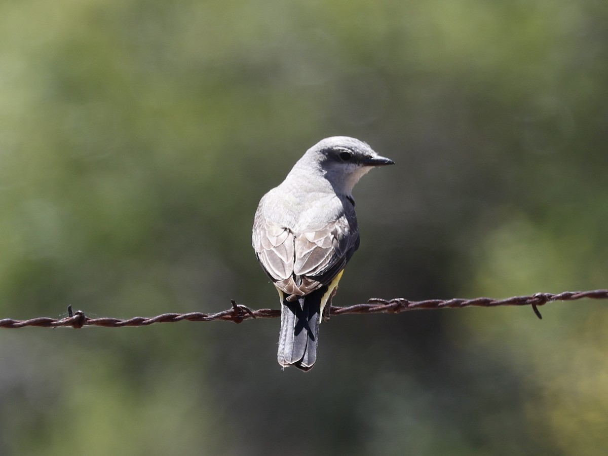 Western Kingbird - Brian Ahern