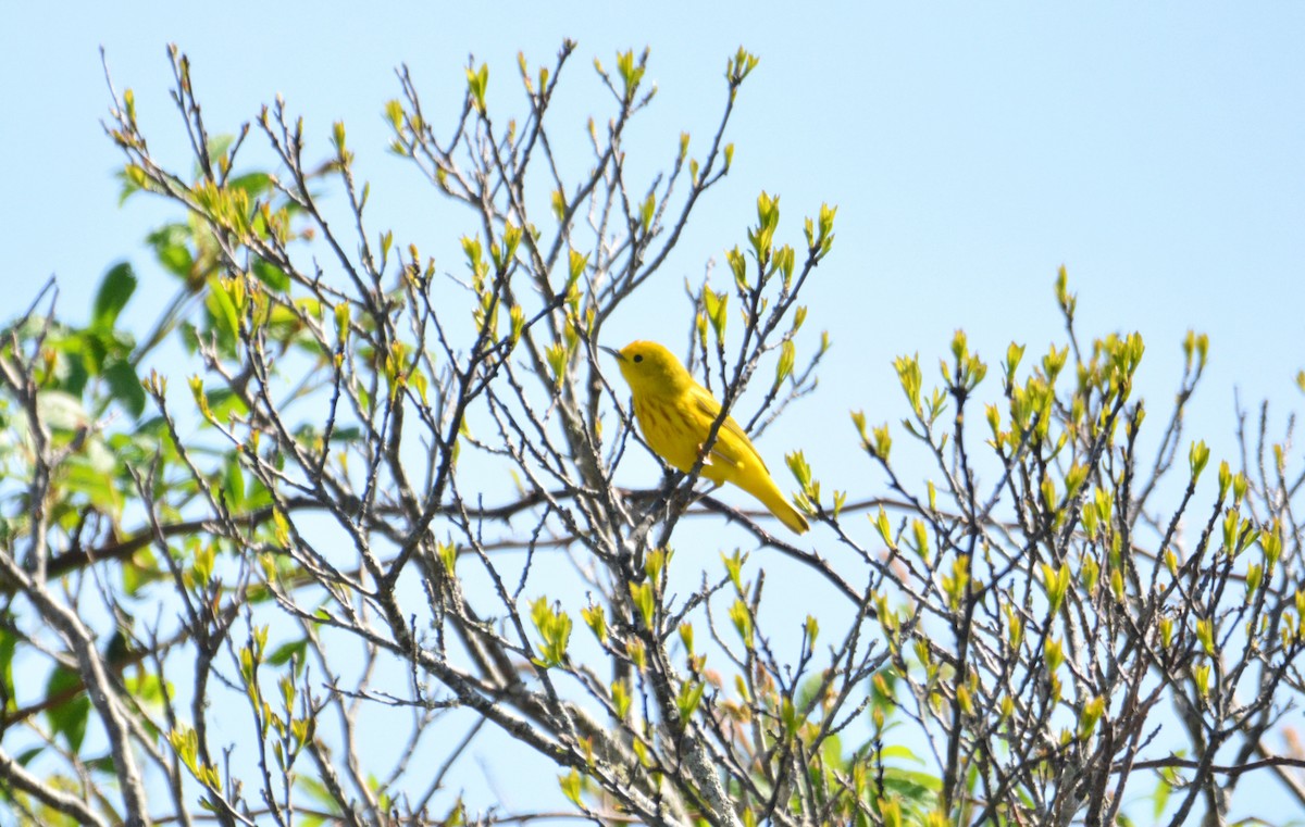 Yellow Warbler - Janette Vohs