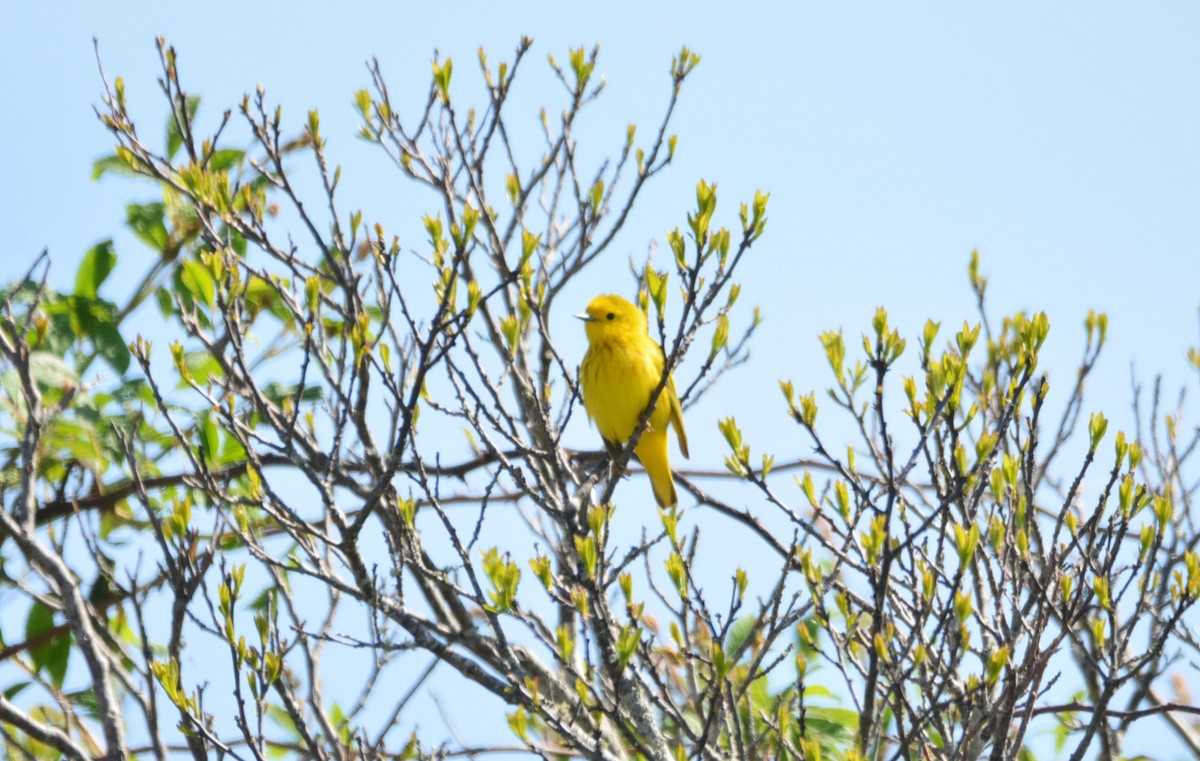 Yellow Warbler - Janette Vohs