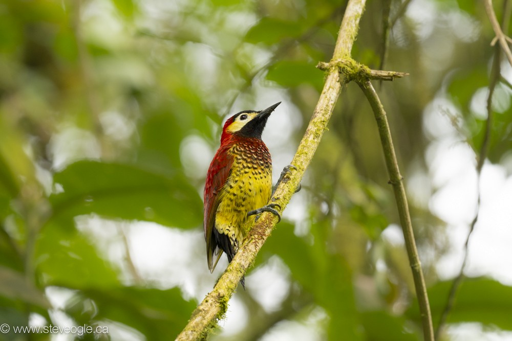 Crimson-mantled Woodpecker - Steve Ogle