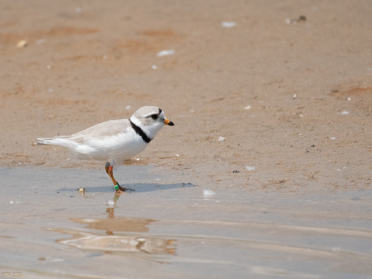 Piping Plover - T I