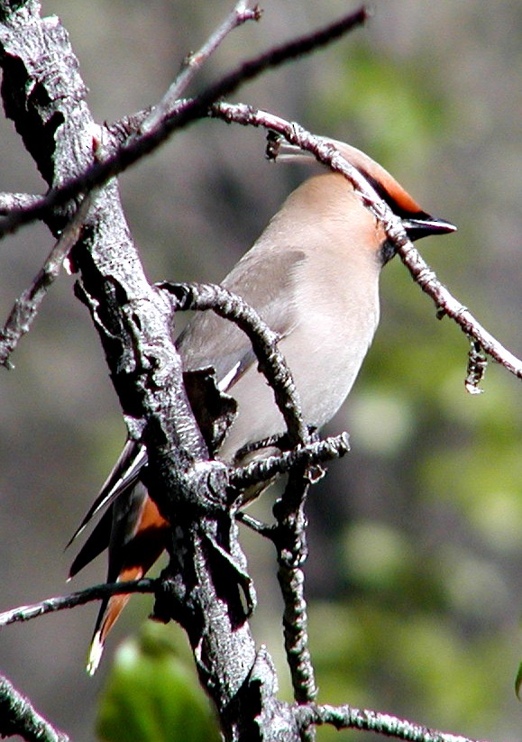 Bohemian Waxwing - Doug Wassmer