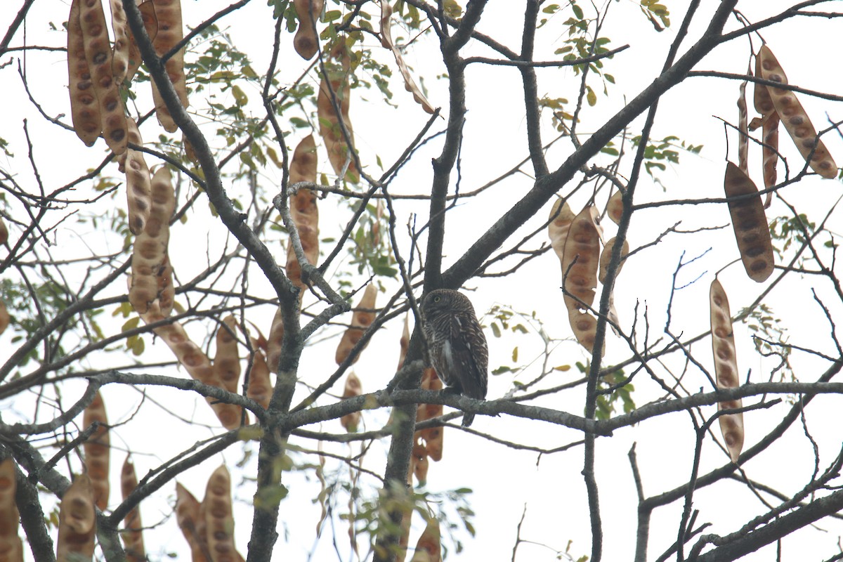 Asian Barred Owlet - Praveen H N