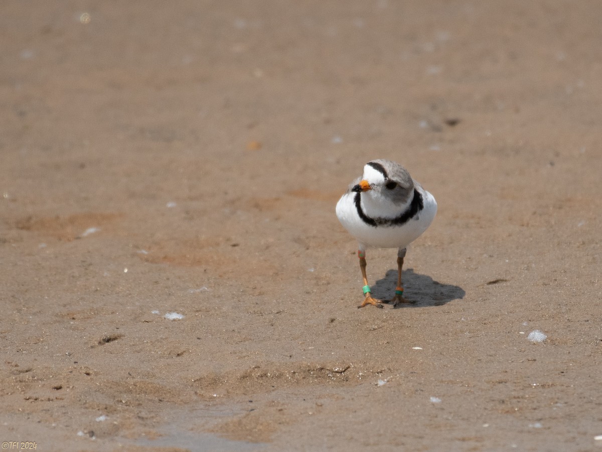 Piping Plover - ML619571621