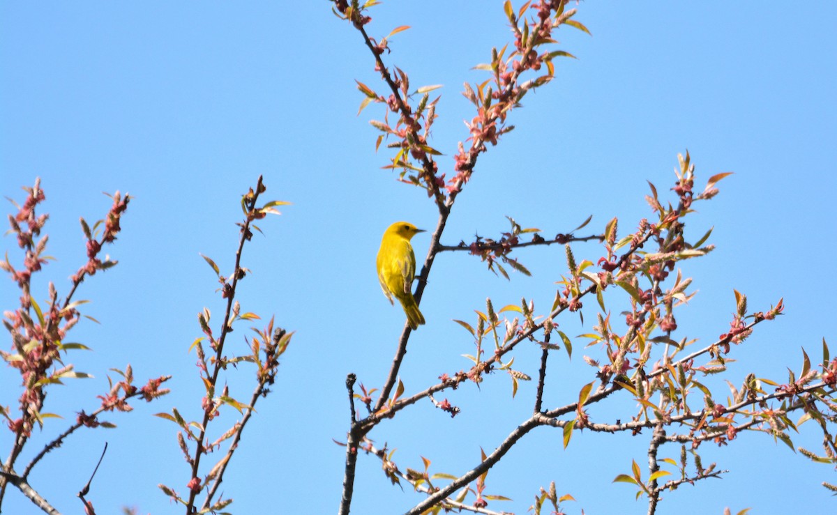 Yellow Warbler - Janette Vohs