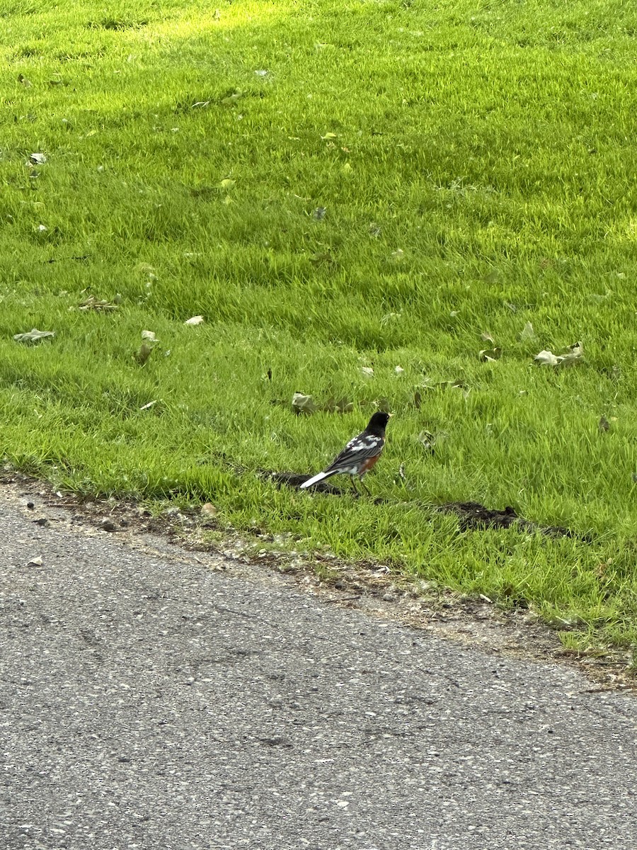 American Robin - Deborah Logan