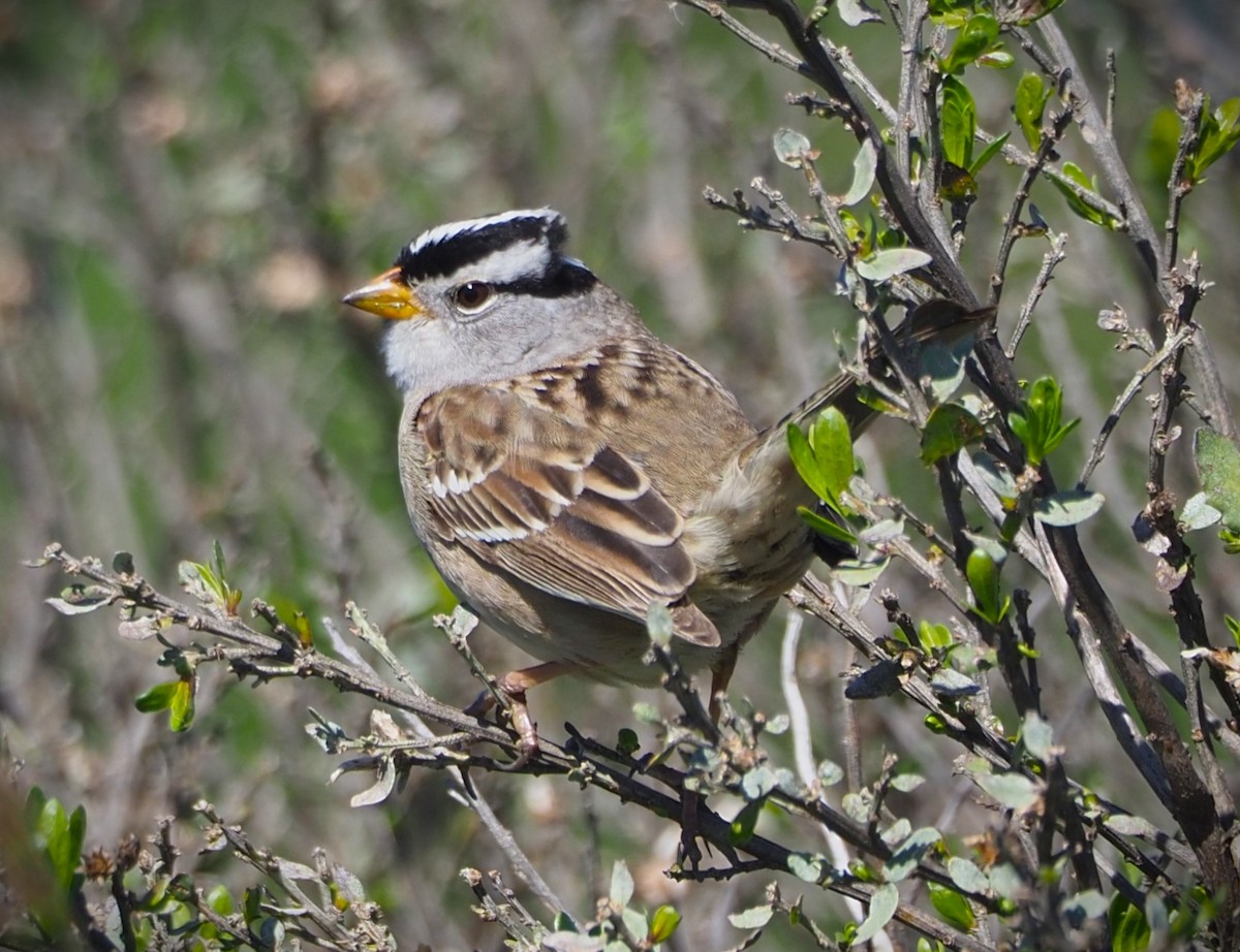 White-crowned Sparrow - Dick Cartwright