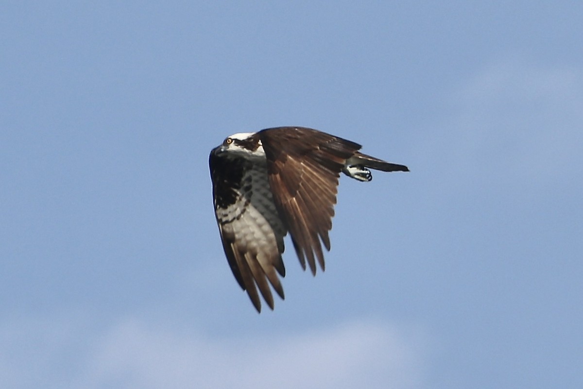 Osprey - Irvin Pitts