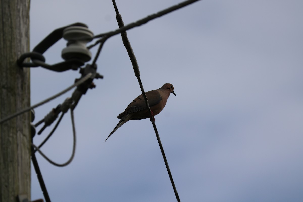 Mourning Dove - Sandra Tidwell