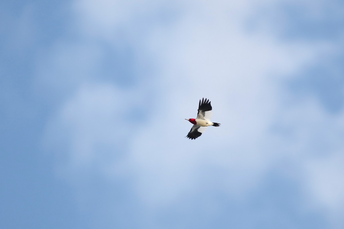 Red-headed Woodpecker - Max Segler