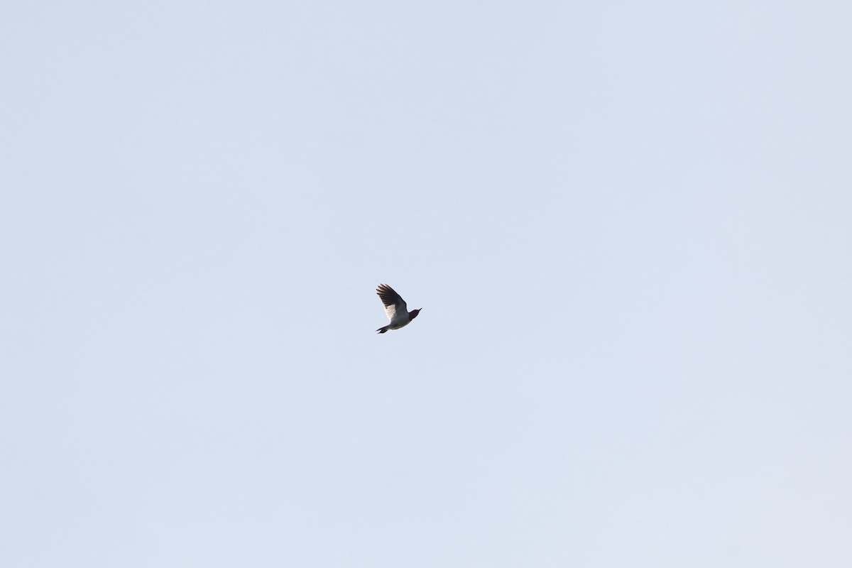 Red-headed Woodpecker - Max Segler