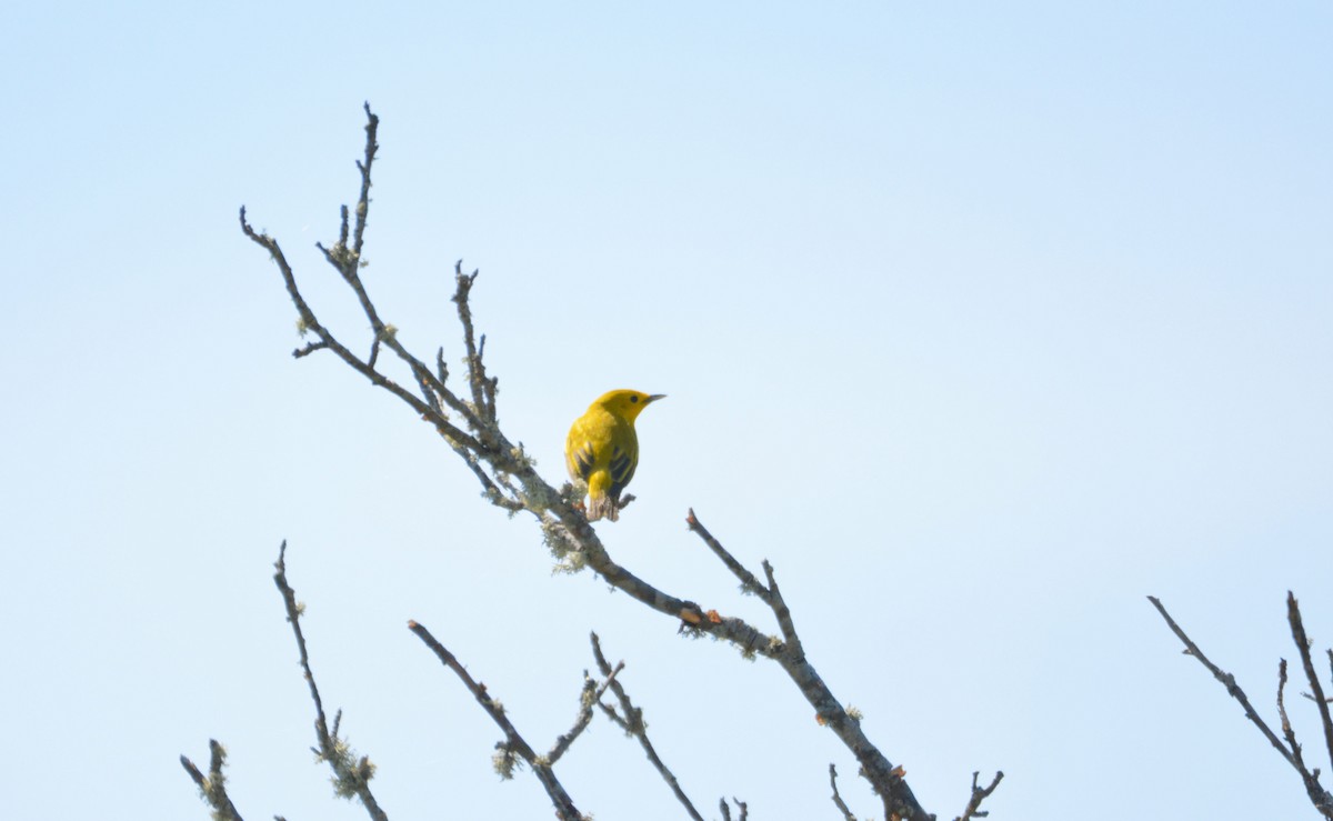 Yellow Warbler - Janette Vohs