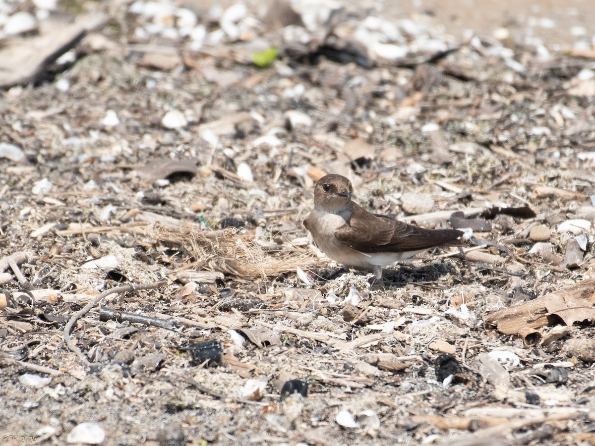 Northern Rough-winged Swallow - T I
