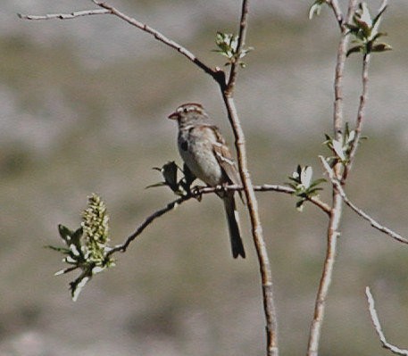 American Tree Sparrow - Doug Wassmer