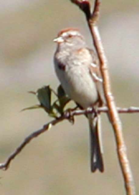 American Tree Sparrow - ML619571643
