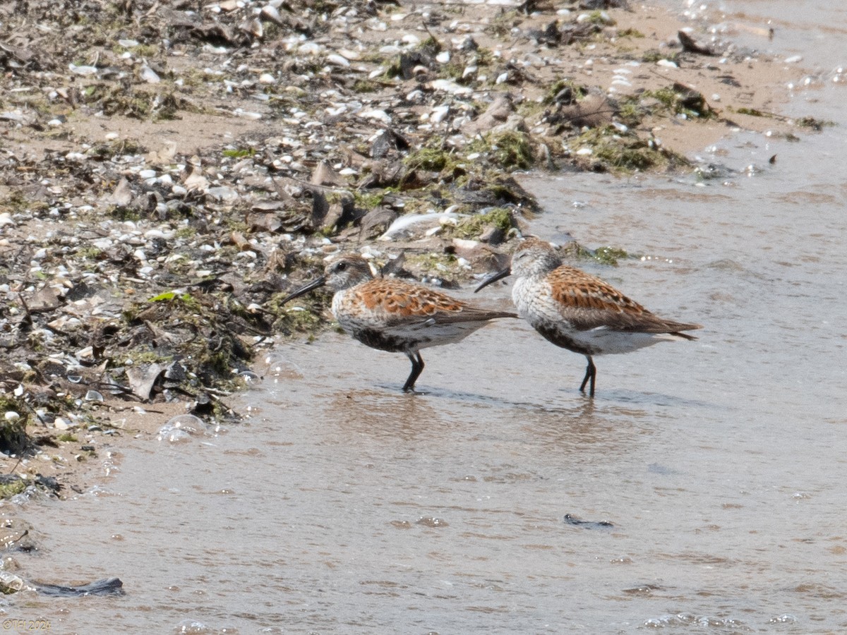 Dunlin - ML619571647