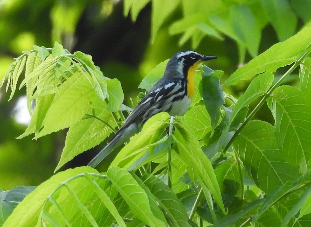Yellow-throated Warbler - Fannie Courtier