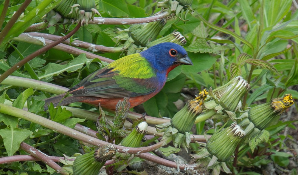 Painted Bunting - Bruce Mactavish