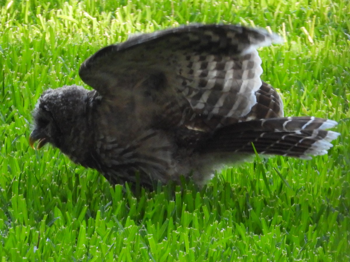 Barred Owl - Bonnie Brown