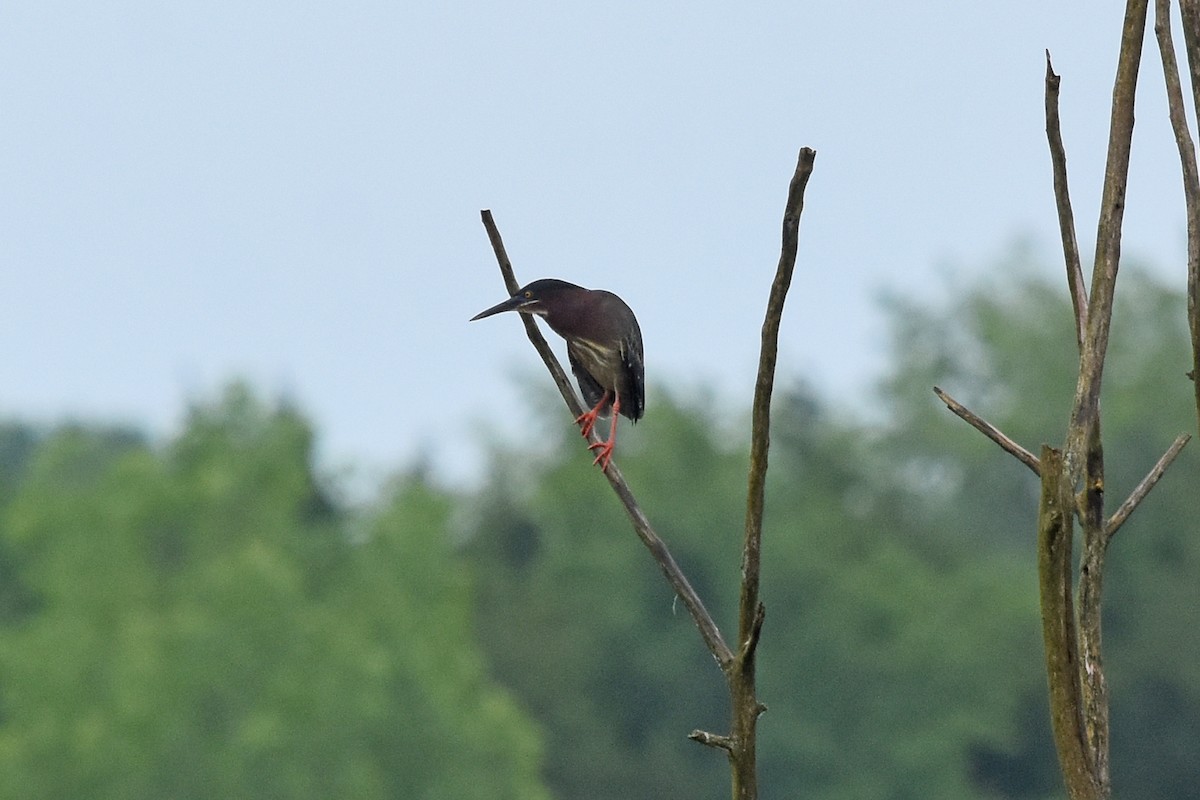 Green Heron - Robin Nation