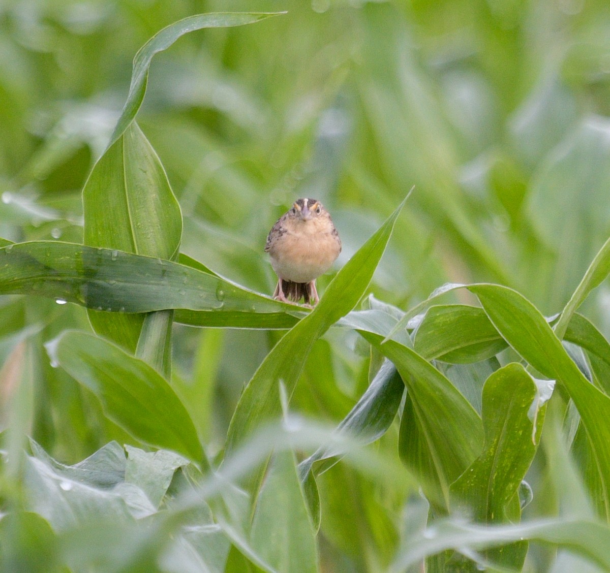 Grasshopper Sparrow - Margaret Poethig