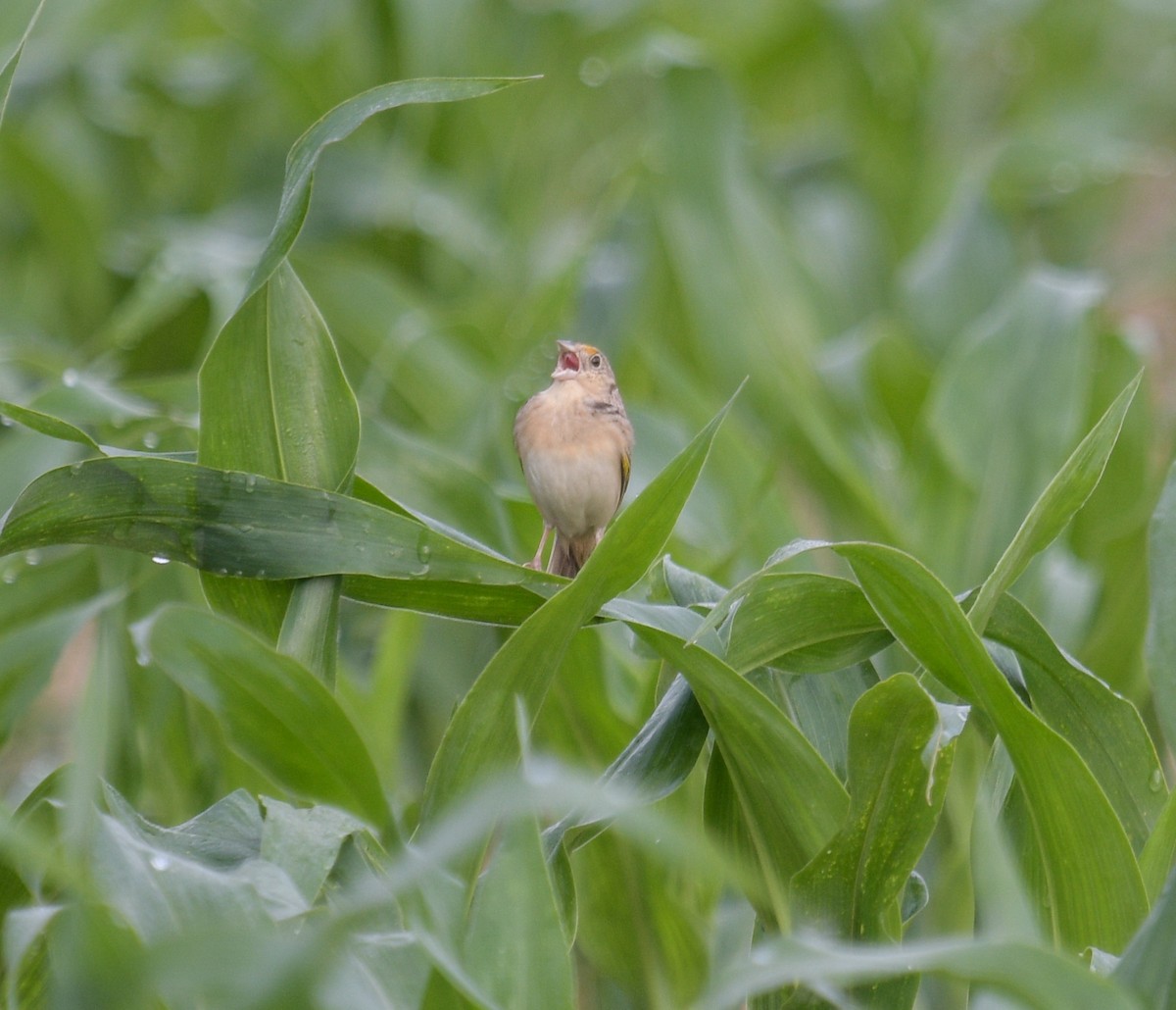 Grasshopper Sparrow - Margaret Poethig