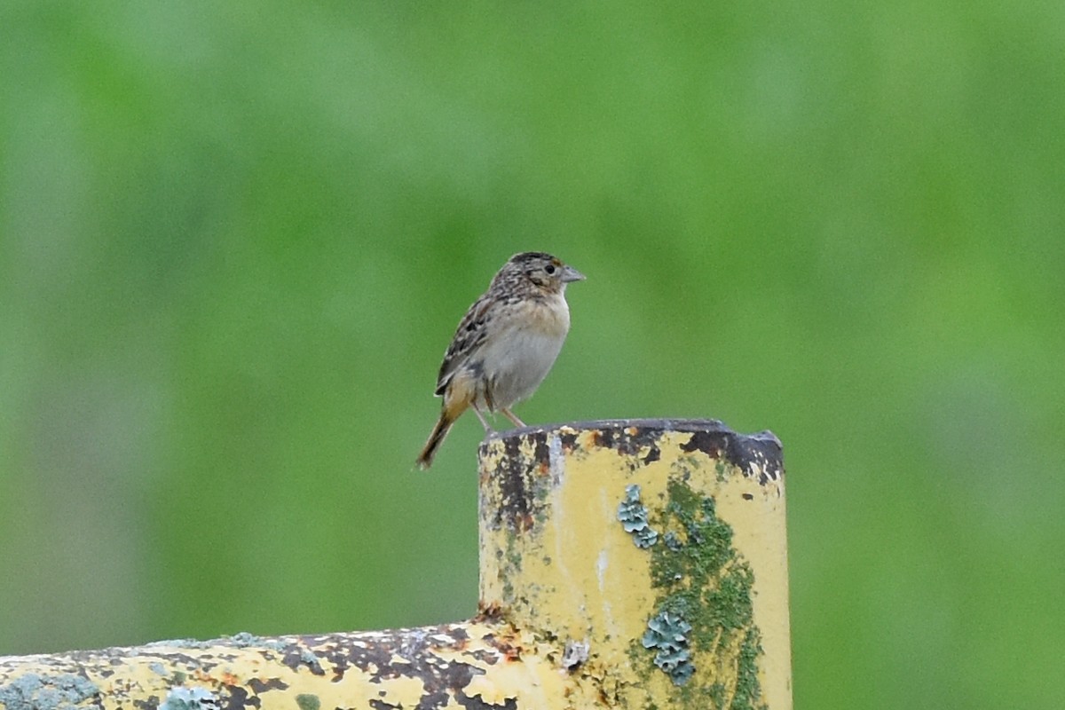 Grasshopper Sparrow - Robin Nation