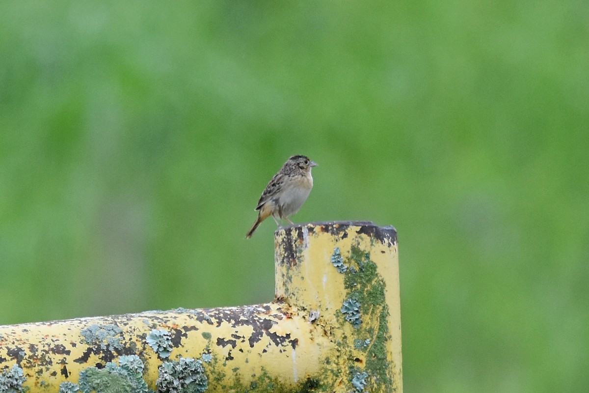 Grasshopper Sparrow - Robin Nation