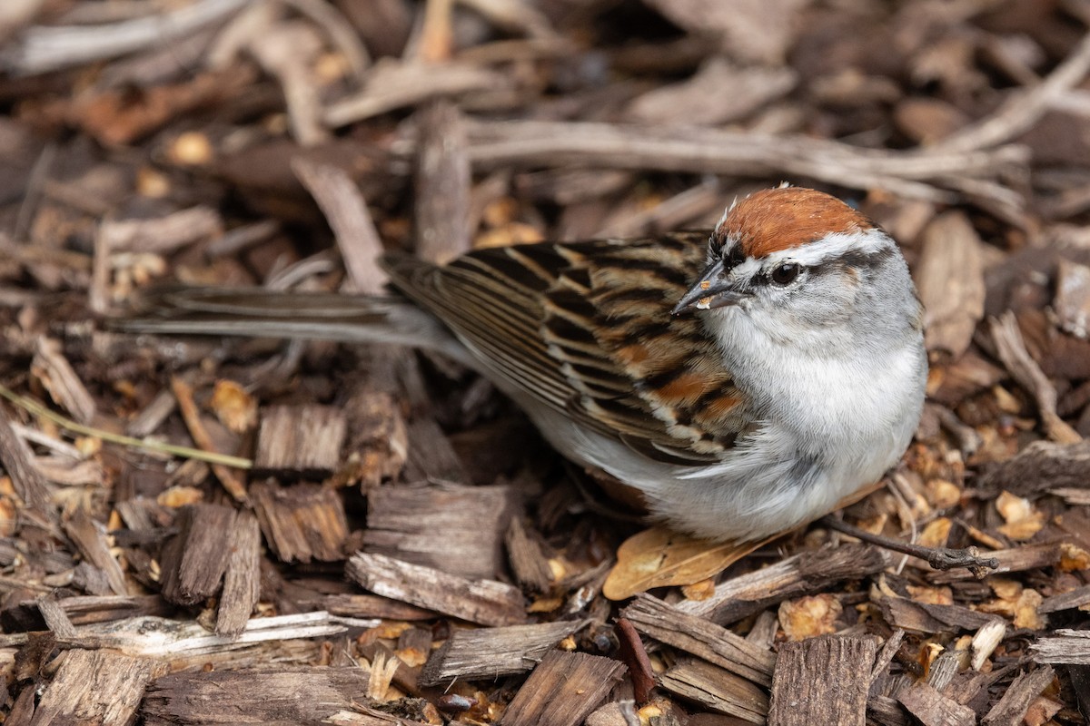 Chipping Sparrow - Patrick Addy