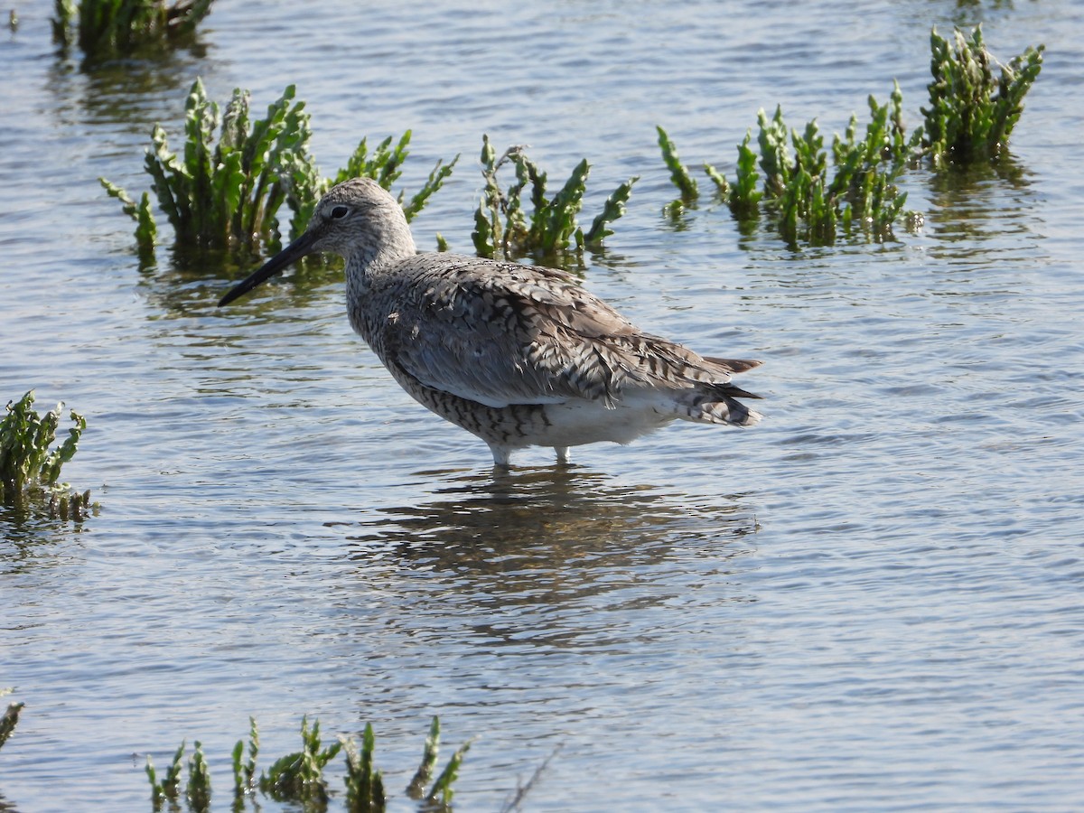 Willet - Lori Shuler