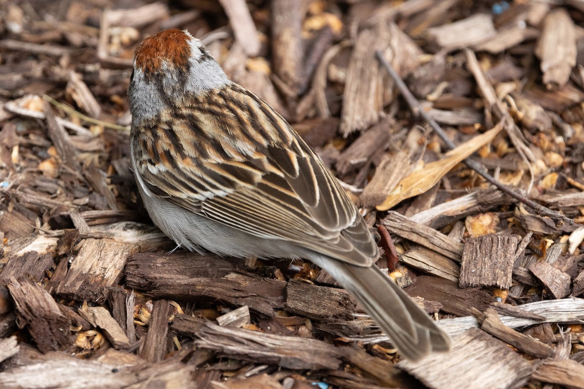 Chipping Sparrow - Patrick Addy