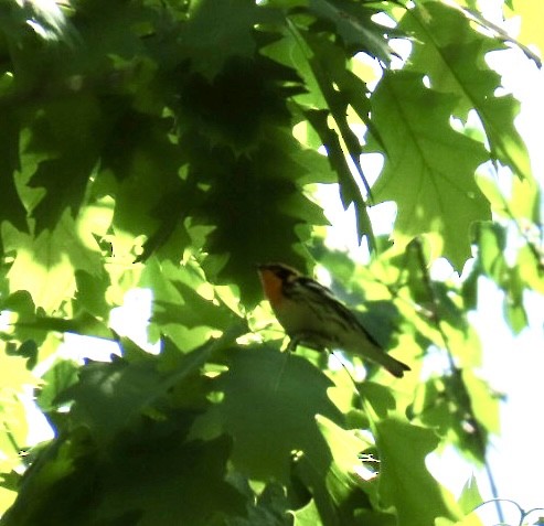 Blackburnian Warbler - Lisa Lukawicz