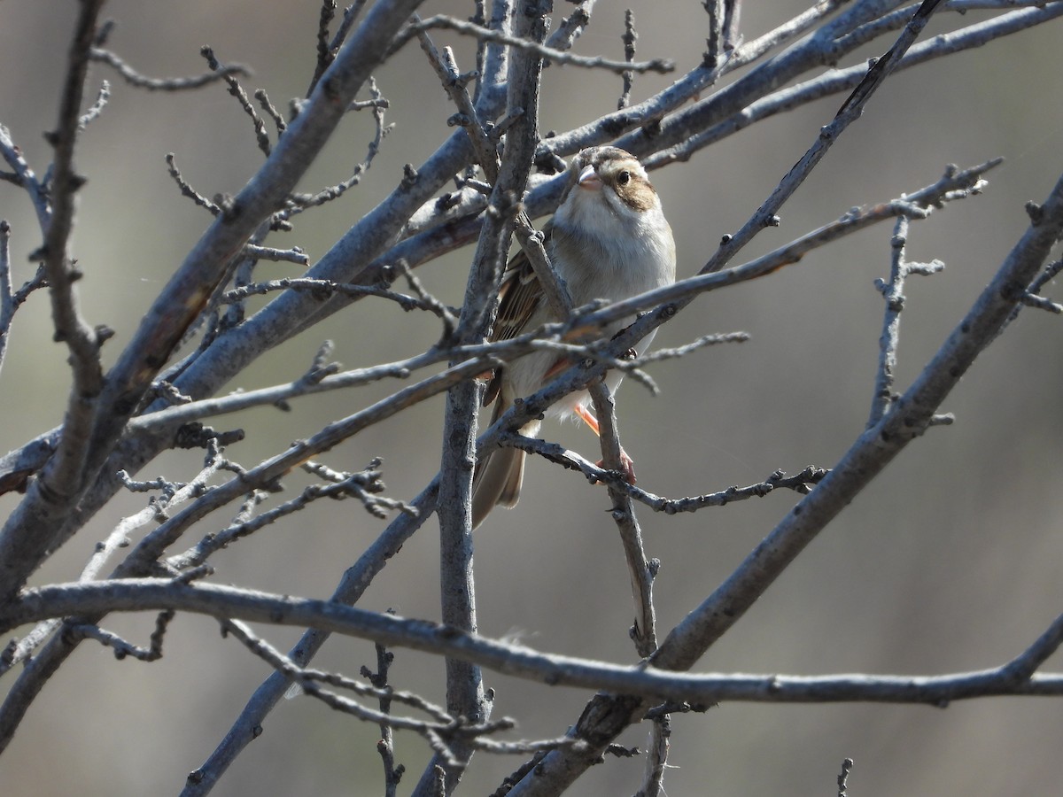 Clay-colored Sparrow - Lori Shuler