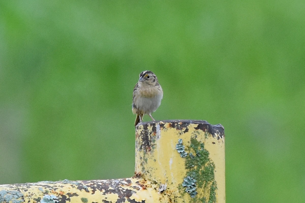 Grasshopper Sparrow - Robin Nation