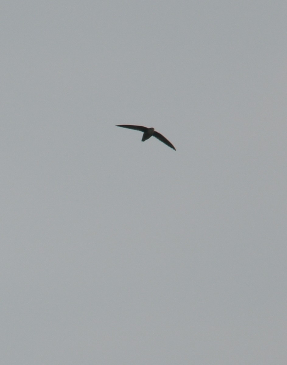 Chimney Swift - Margaret Poethig