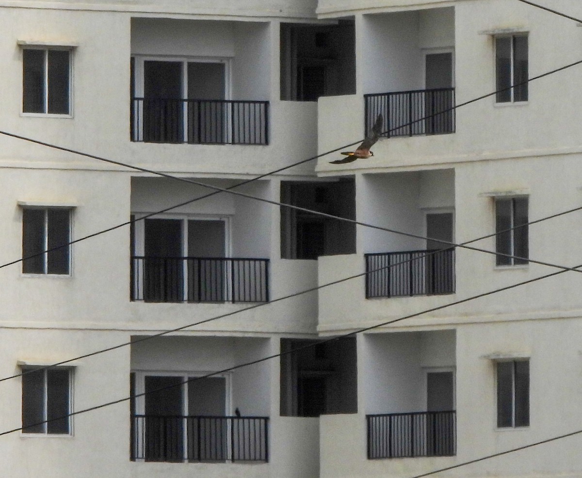 Peregrine Falcon (Shaheen) - Shree Raksha