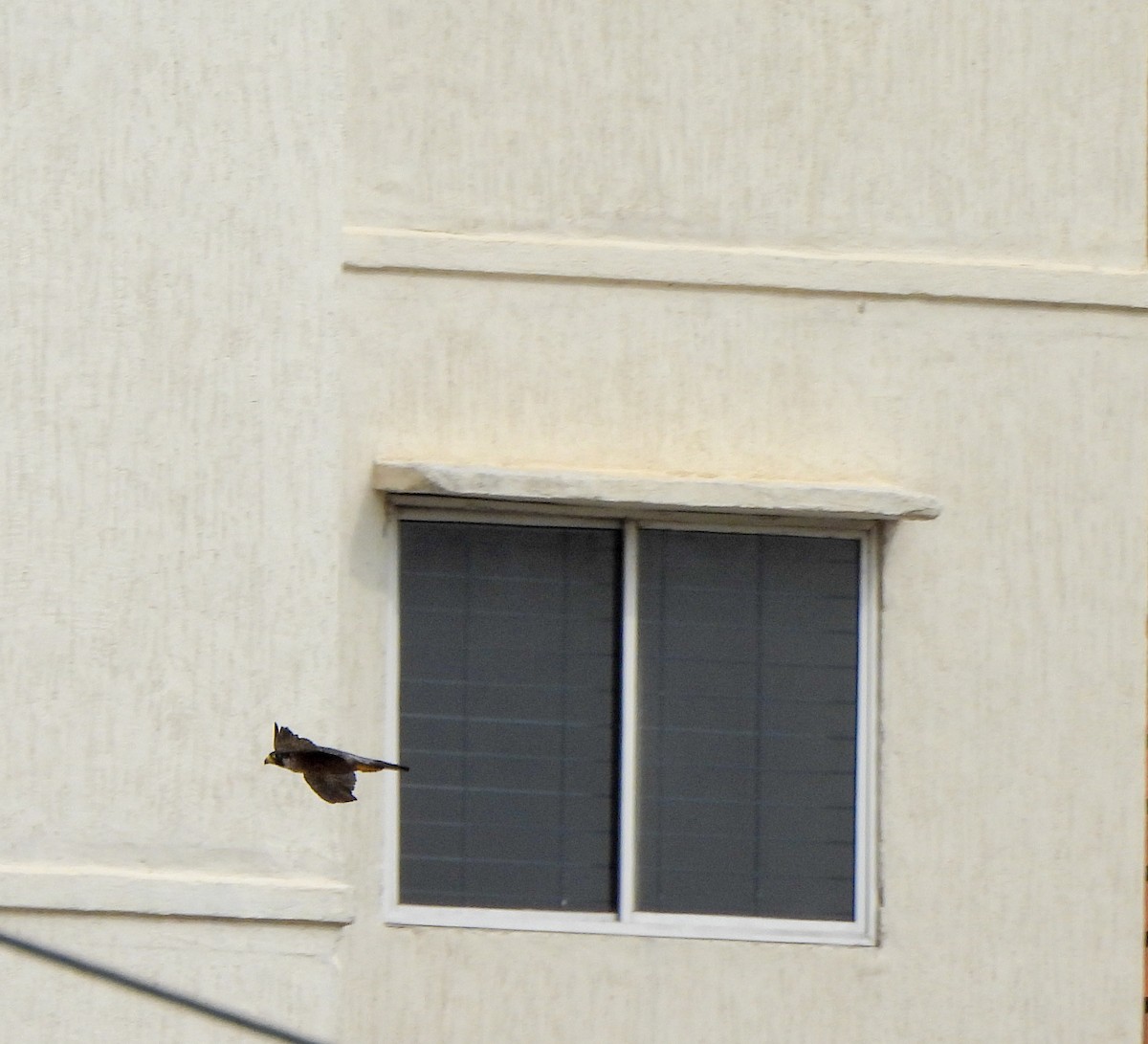 Peregrine Falcon (Shaheen) - Shree Raksha